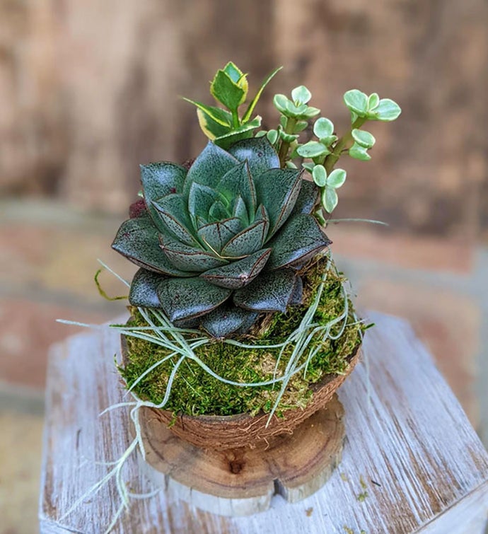  Live Succulent Arrangement In A Handcrafted Driftwood Pot | Succulent Gift